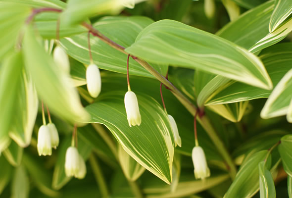 ゆりの花