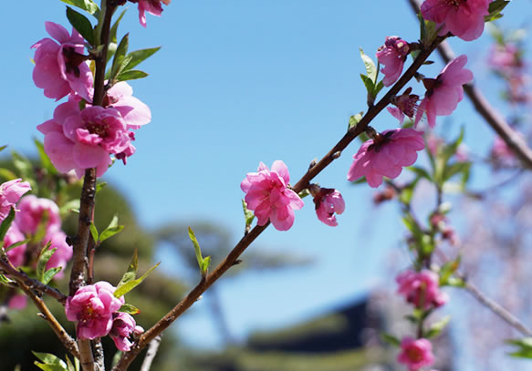 桃の花